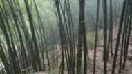 Les bambous sont plutôt très imposants